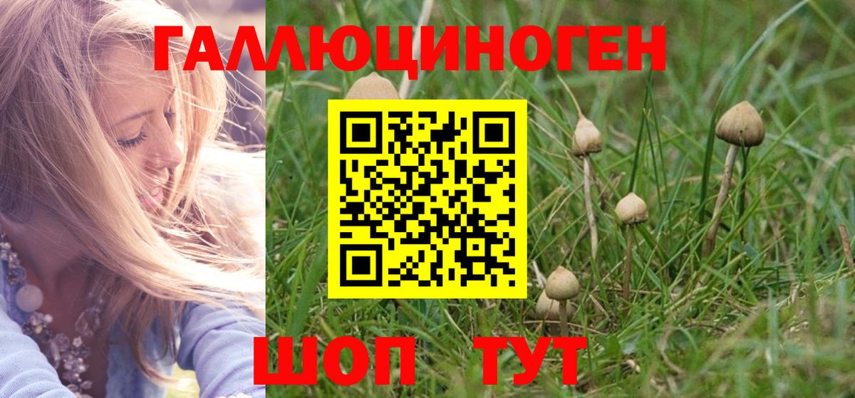 Бугульма  Псилоцибиновые грибы GOLDEN TEACHER  Вход с VPN  Псилоцибиновые грибы прущие грибы 