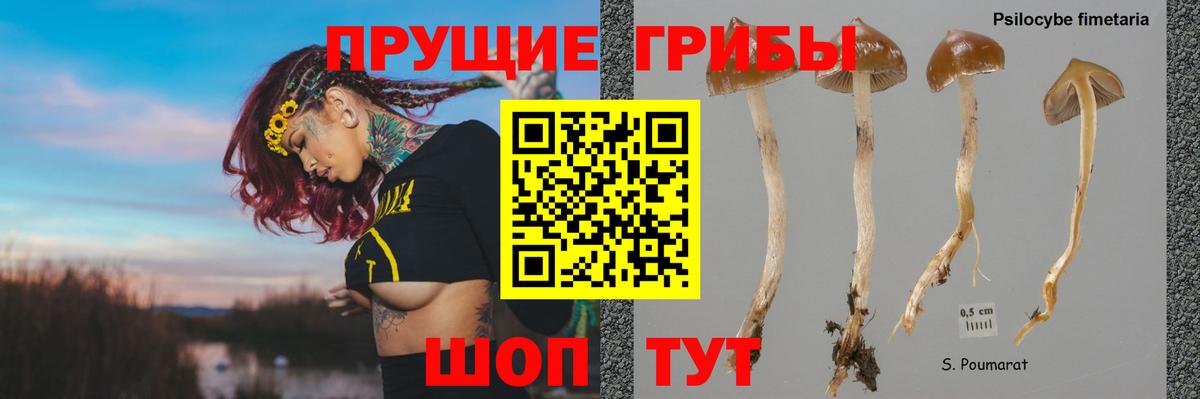 Псилоцибиновые грибы мицелий  Псилоцибиновые грибы Psilocybine cubensis  Бугульма 